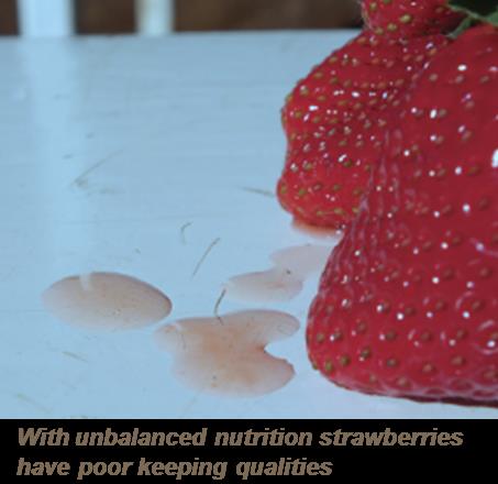 Strawberry market requirement