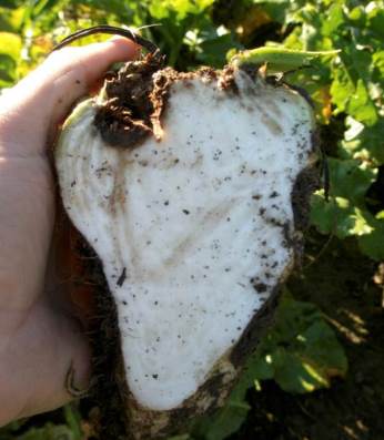 Серцевинна гниль