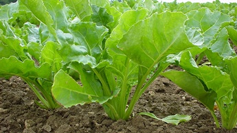 Sugar beet