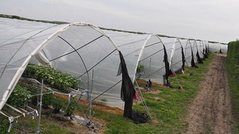 Вирощування полуниці у пластикових теплицях тунельного типу
