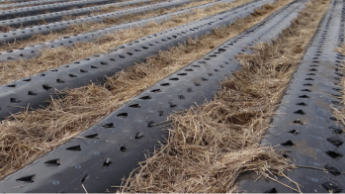 Солом'яна мульча