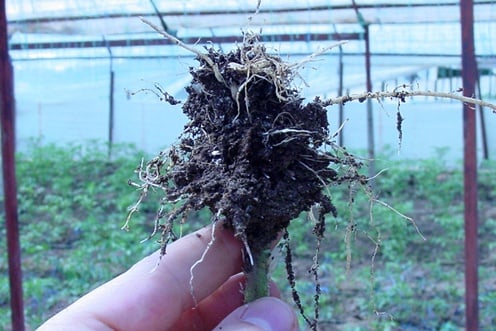 Пошкодження, завдані нематодою