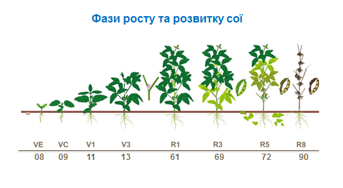 soybean growth stages
