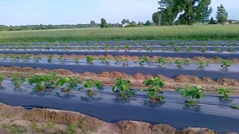 Вирощування полуниці відкритим способом