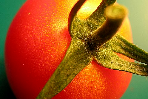 tomato image 2