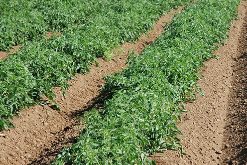 Детермінантні сорти томатів