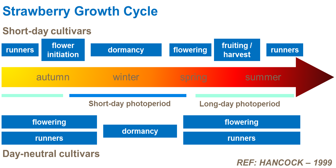 Фази росту полуниці