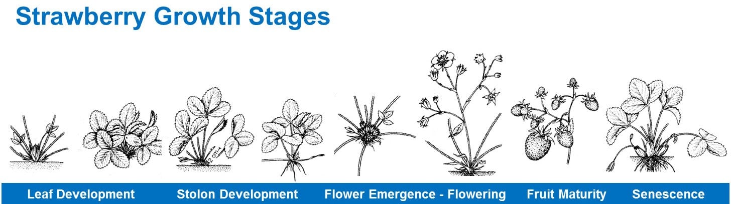 Фази росту полуниці