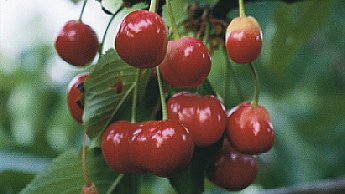 черешня