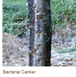 Bacterial canker