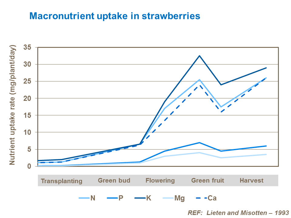 Macronutrient uptake