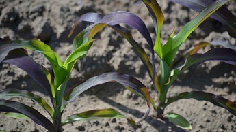 Дефіцит фосфору